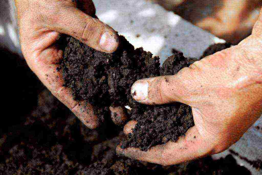 how to prepare the soil for planting tomatoes in open ground