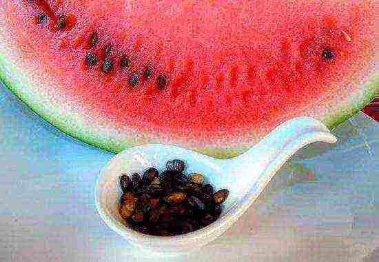 how to prepare watermelon seeds for outdoor planting