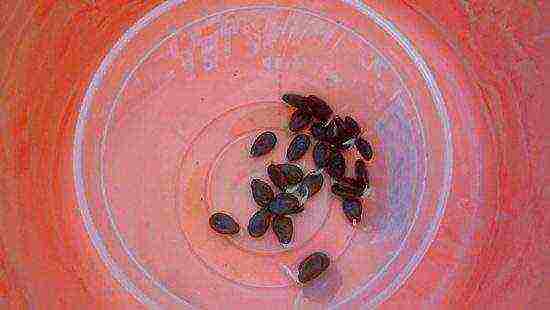 how to prepare watermelon seeds for outdoor planting