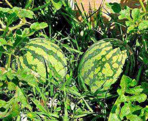 how to prepare watermelon seeds for outdoor planting