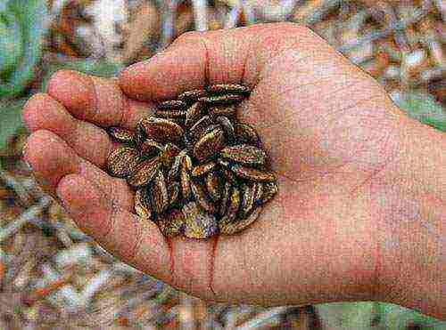 how to prepare watermelon seeds for outdoor planting