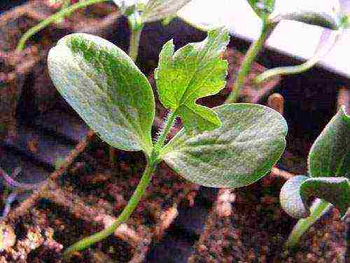 how to prepare watermelon seeds for outdoor planting