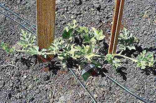 how to prepare watermelon seeds for outdoor planting