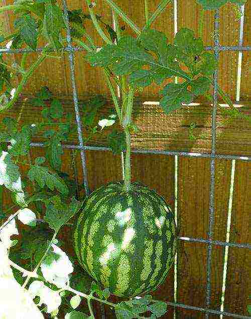 how to prepare watermelon seeds for outdoor planting