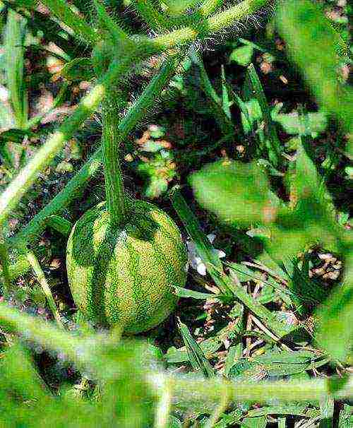 how to prepare watermelon seeds for outdoor planting