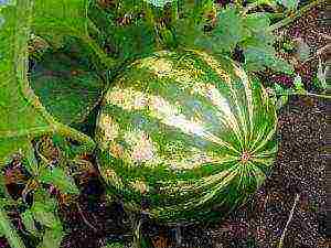 how to prepare watermelon seeds for outdoor planting