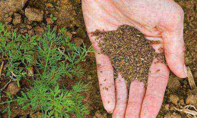 how to prepare carrot seeds for outdoor planting