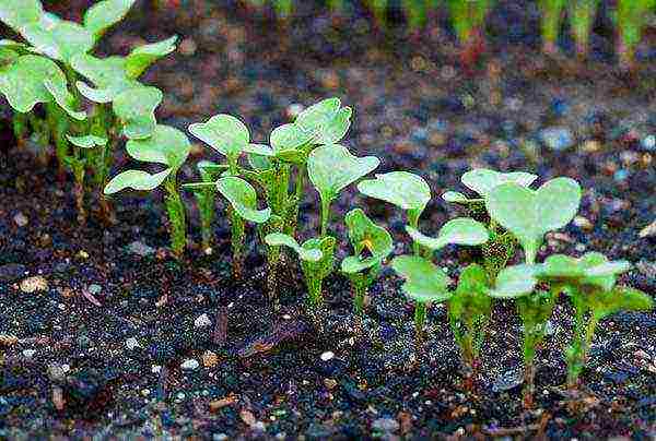 how to prepare radish seeds for outdoor planting