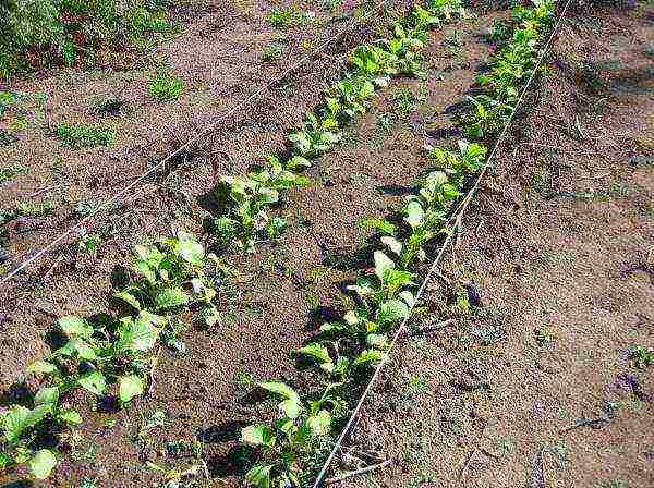 how to prepare radish seeds for outdoor planting