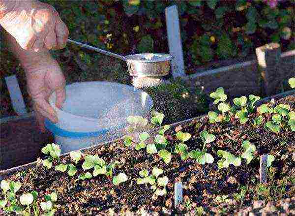 how to prepare radish seeds for outdoor planting