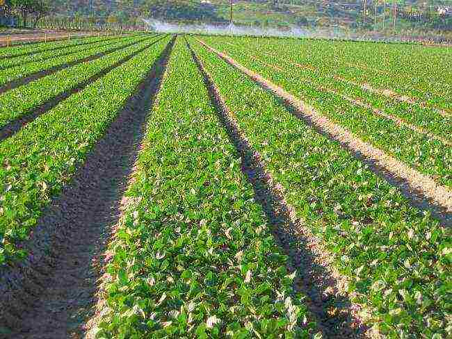 how to prepare radish seeds for outdoor planting