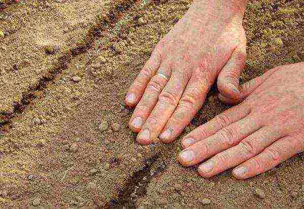 how to prepare radish seeds for outdoor planting