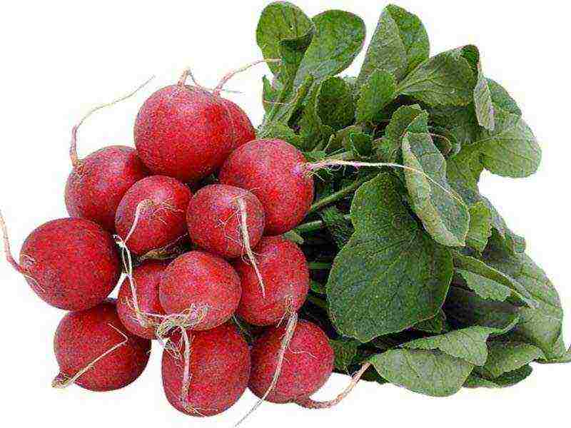 how to prepare radish seeds for outdoor planting