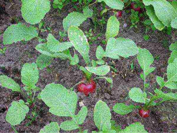 how to prepare radish seeds for outdoor planting