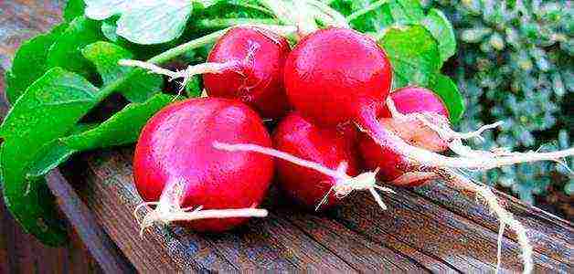 how to prepare radish seeds for outdoor planting