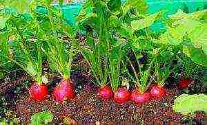 how to prepare radish seeds for outdoor planting