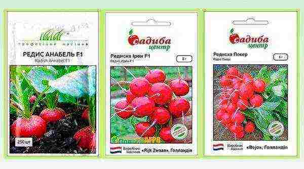 how to prepare radish seeds for outdoor planting