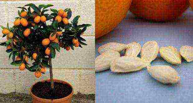 how to properly grow an orange at home