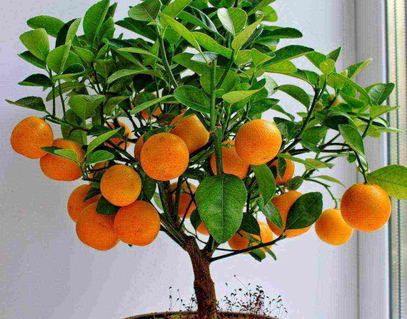 how to properly grow an orange at home