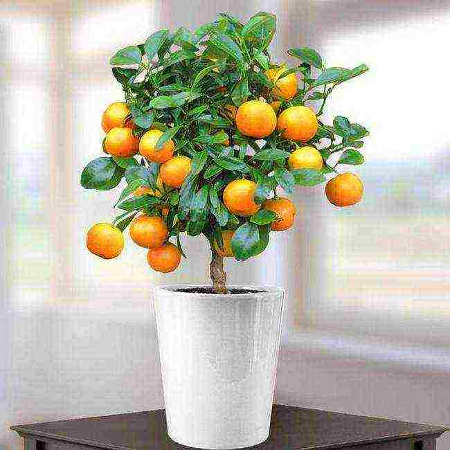 how to properly grow an orange at home