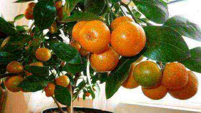 how to properly grow an orange at home