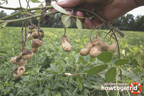 how to properly grow peanuts at home