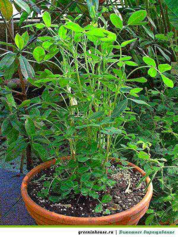 how to properly grow peanuts at home