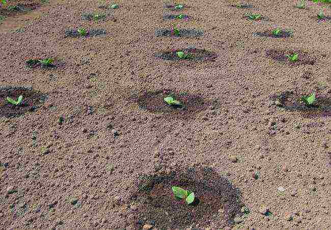 how to properly grow watermelons at home