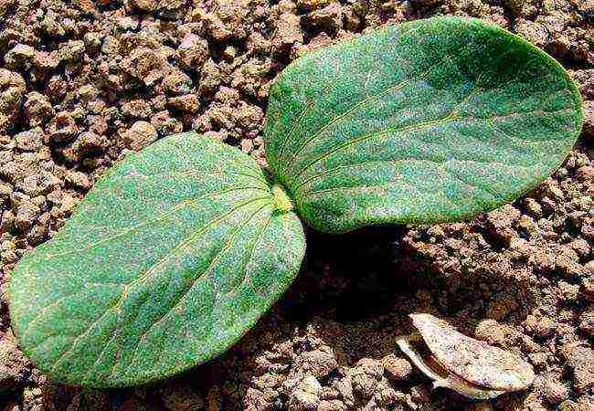 how to properly grow watermelons at home