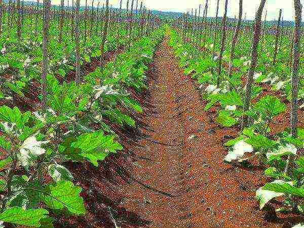 kung paano maayos na mapalago ang mga eggplants sa labas