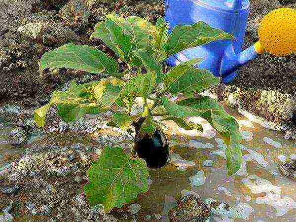 kung paano maayos na mapalago ang mga eggplants sa labas