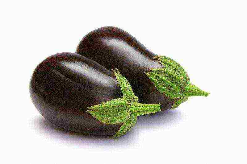 kung paano maayos na mapalago ang mga eggplants sa labas