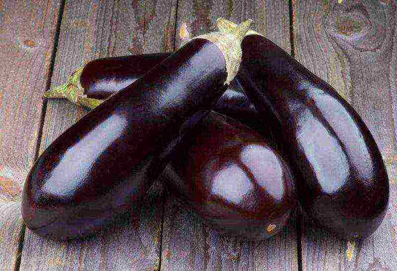 kung paano maayos na mapalago ang mga eggplants sa labas