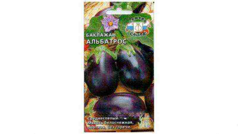 kung paano maayos na mapalago ang mga eggplants sa labas