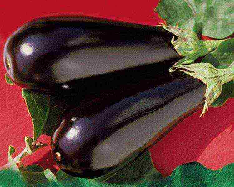 kung paano maayos na mapalago ang mga eggplants sa labas