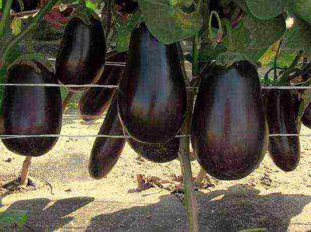 kung paano maayos na mapalago ang mga eggplants sa labas