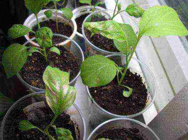 how to properly grow eggplants outdoors