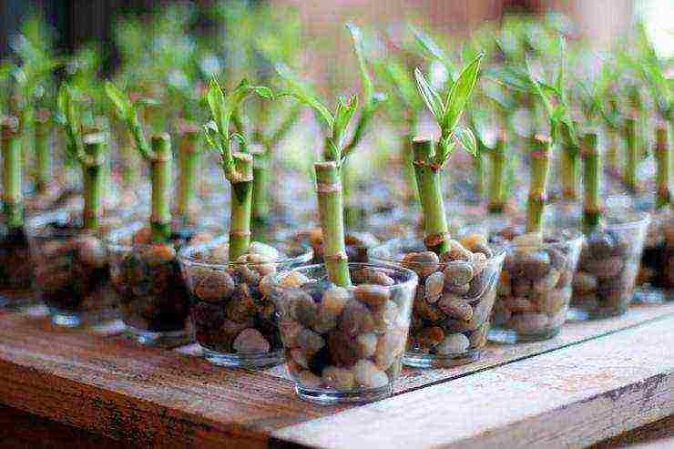 how to properly grow bamboo at home