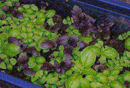 how to properly grow basil outdoors