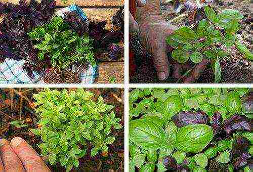 how to properly grow basil outdoors