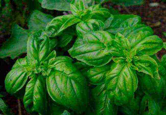 how to properly grow basil outdoors