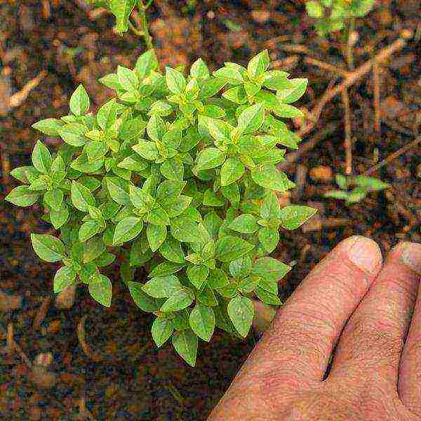 kung paano maayos na mapalago ang basil sa labas ng bahay