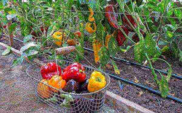 kung paano maayos na mapalago ang mga peppers ng bell sa isang greenhouse