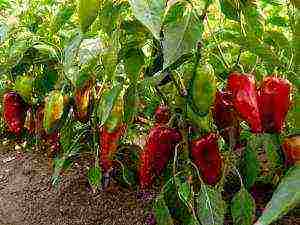 kung paano maayos na mapalago ang mga peppers ng bell sa isang greenhouse