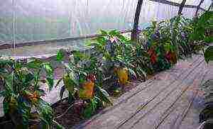 how to properly grow bell peppers in a greenhouse