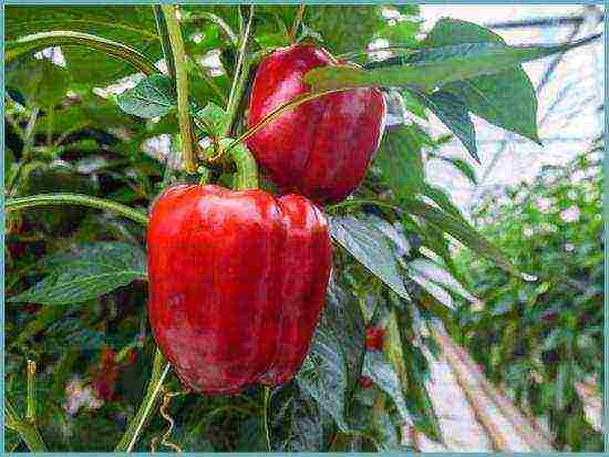 kung paano maayos na mapalago ang mga peppers ng bell sa isang greenhouse