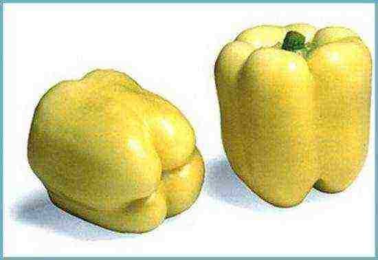 how to properly grow bell peppers in a greenhouse