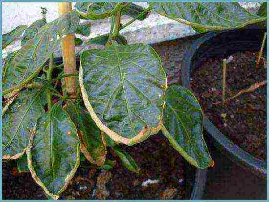 how to properly grow bell peppers in a greenhouse