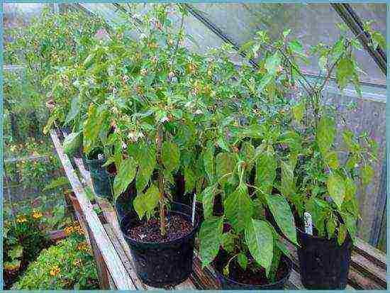 how to properly grow bell peppers in a greenhouse