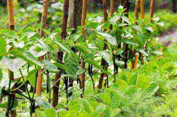 kung paano maayos na mapalago ang mga peppers ng bell sa isang greenhouse